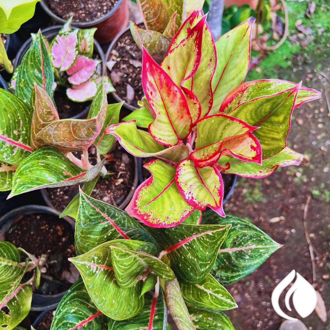 Aglaonema roja — belleza natural que inspira el arte