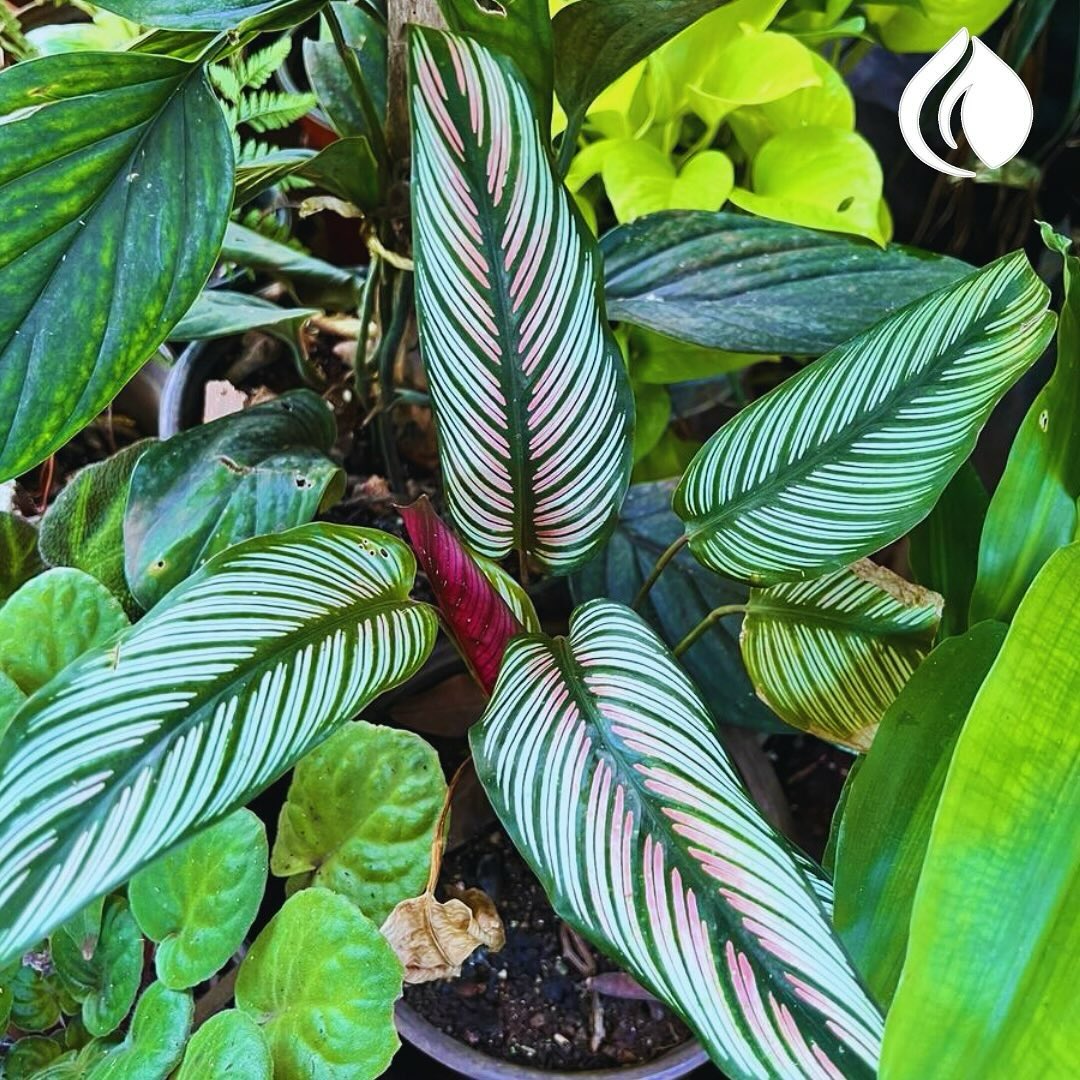 Calathea ornata con hojas rayadas rosa y verde