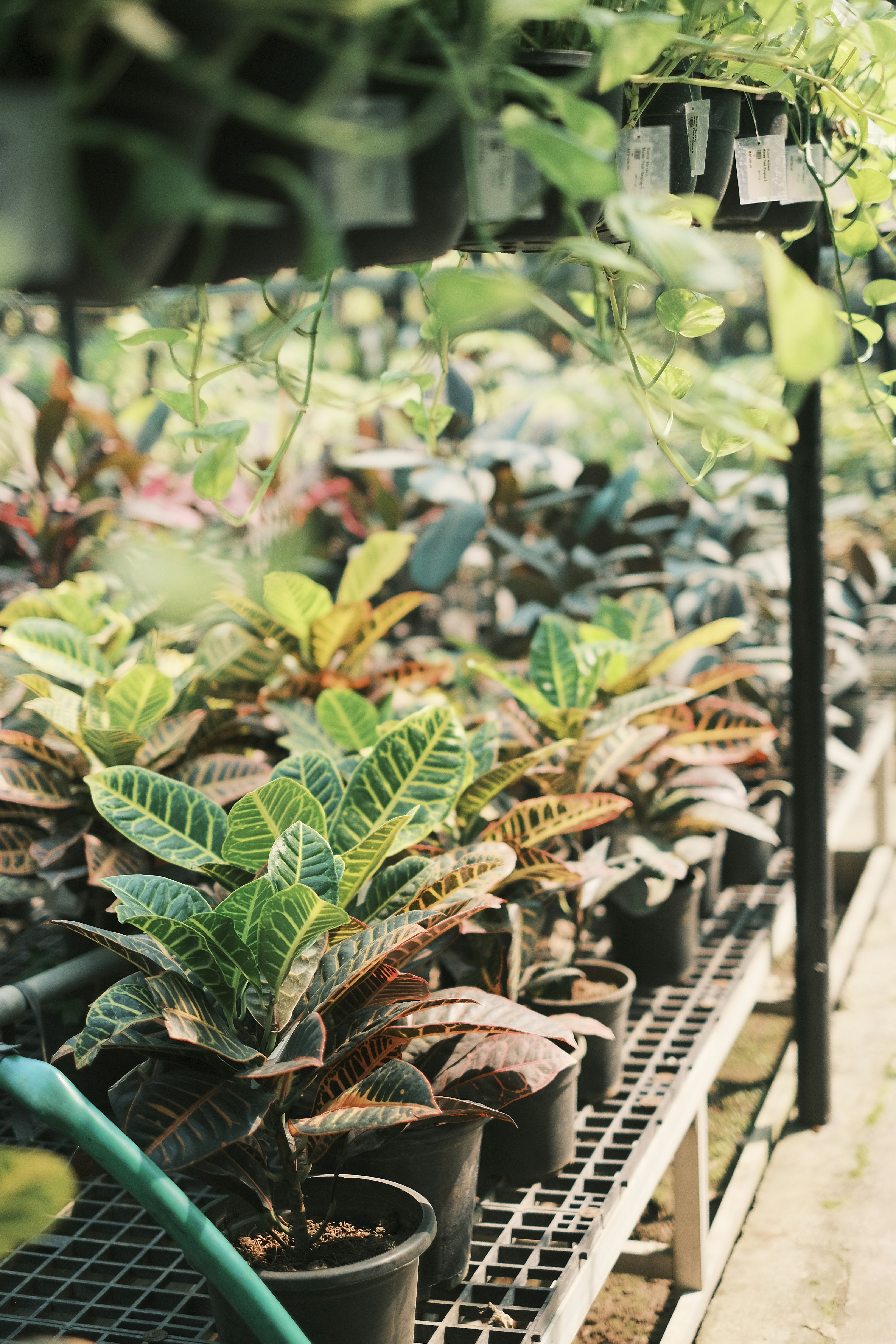 Crotons en producción