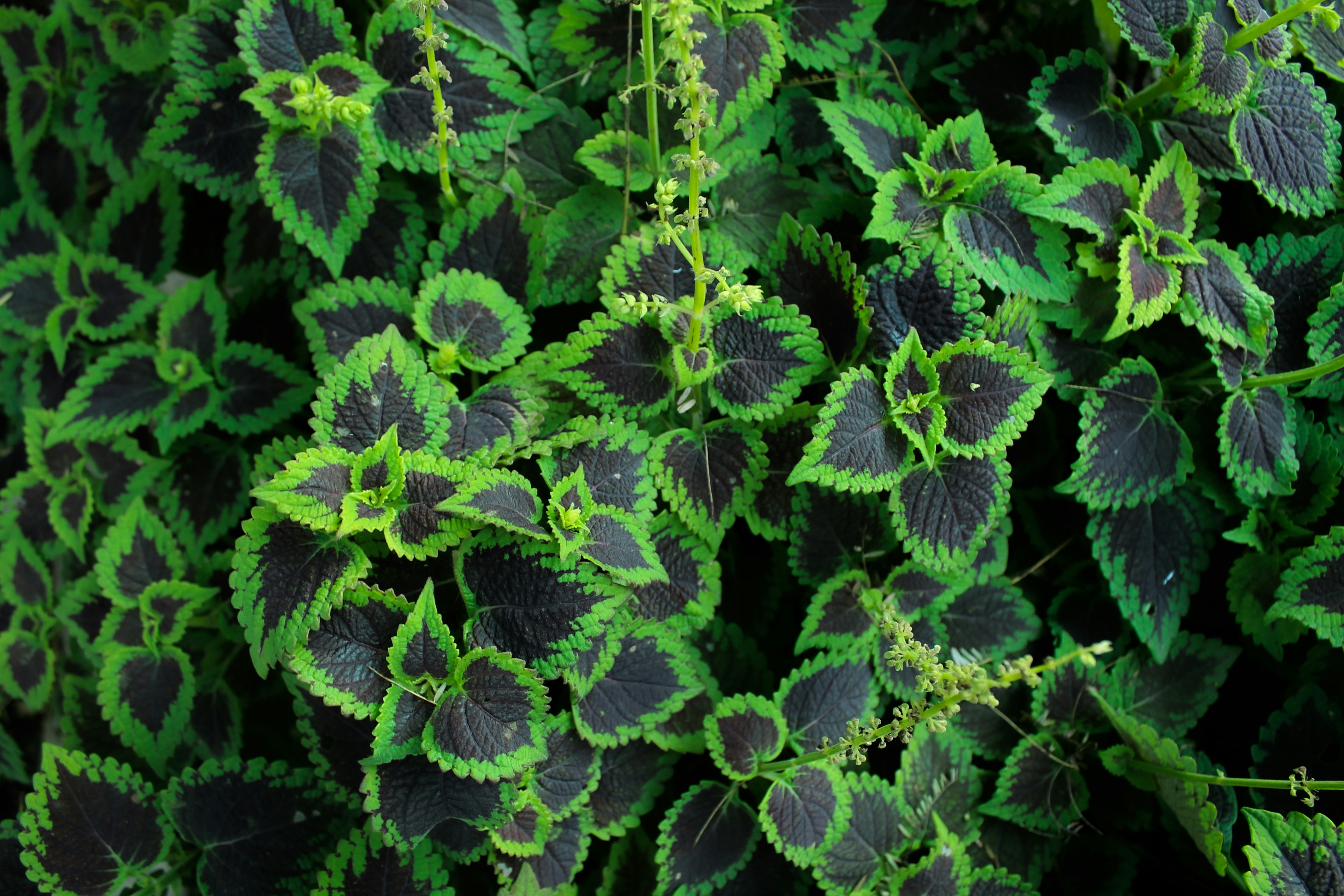 Coleus ornamental — follaje tropical