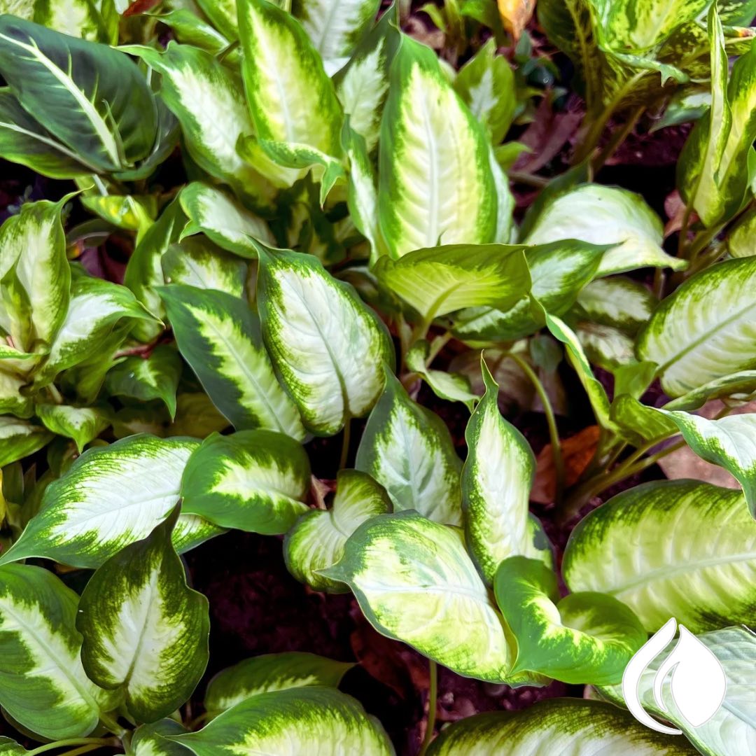 Dieffenbachia — plantas ornamentales