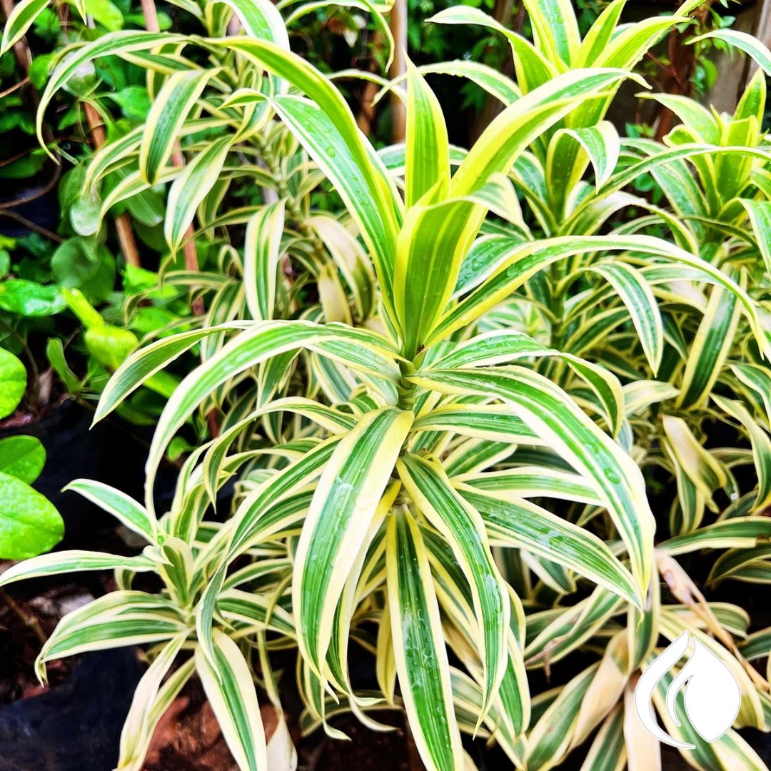 Dracaena variegada