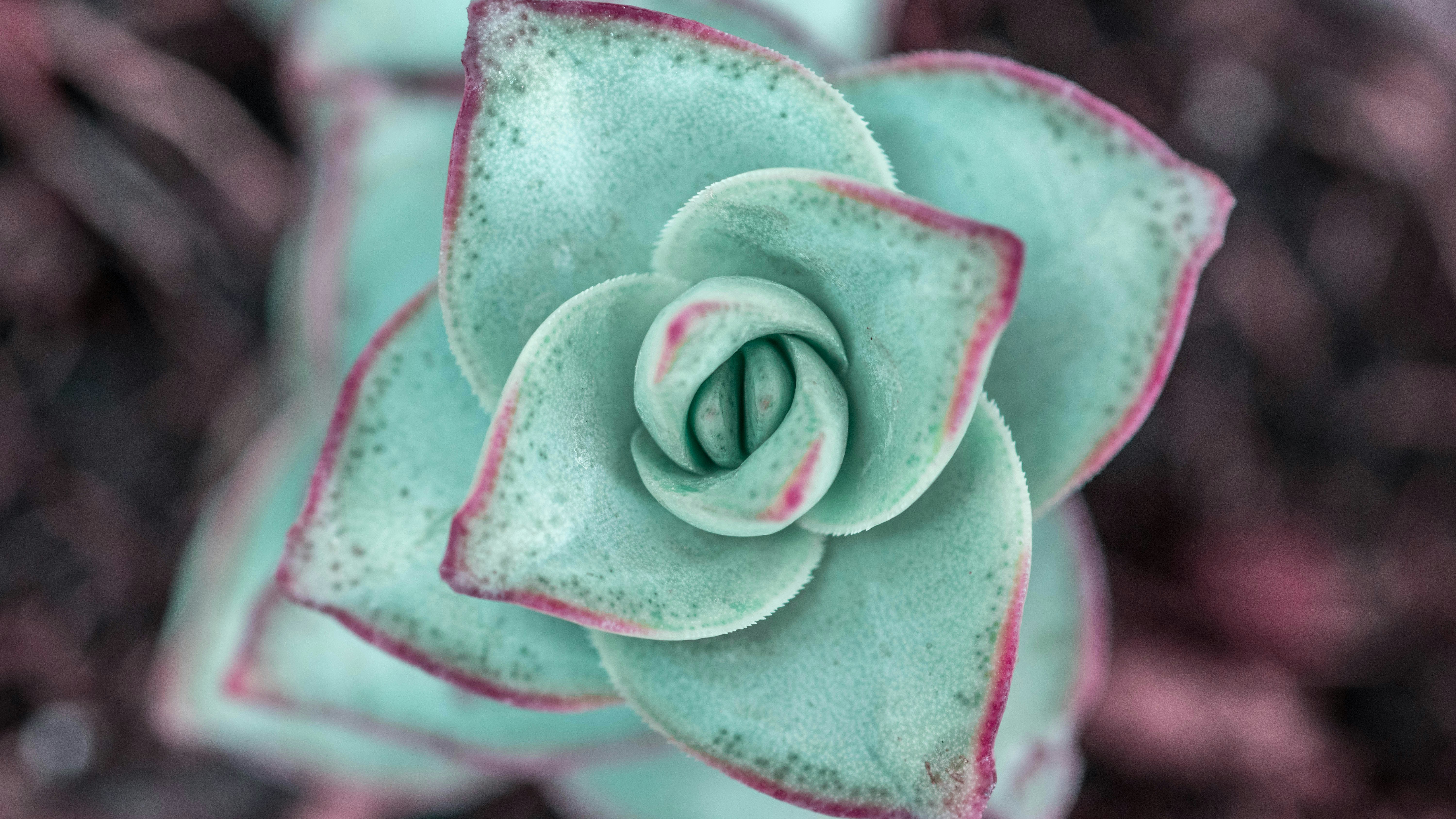 Echeveria — contáctanos