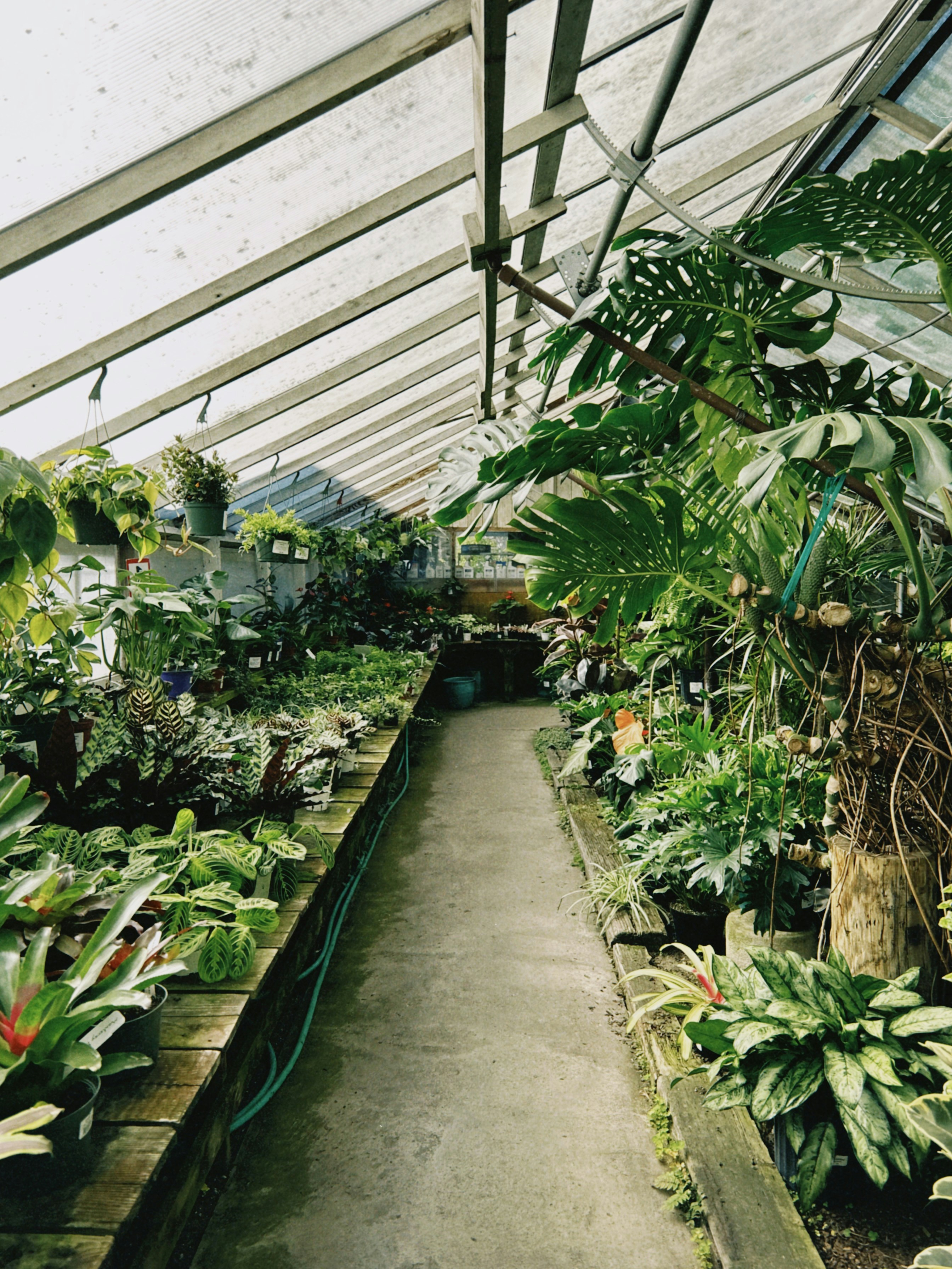 Pasillo del invernadero con plantas tropicales