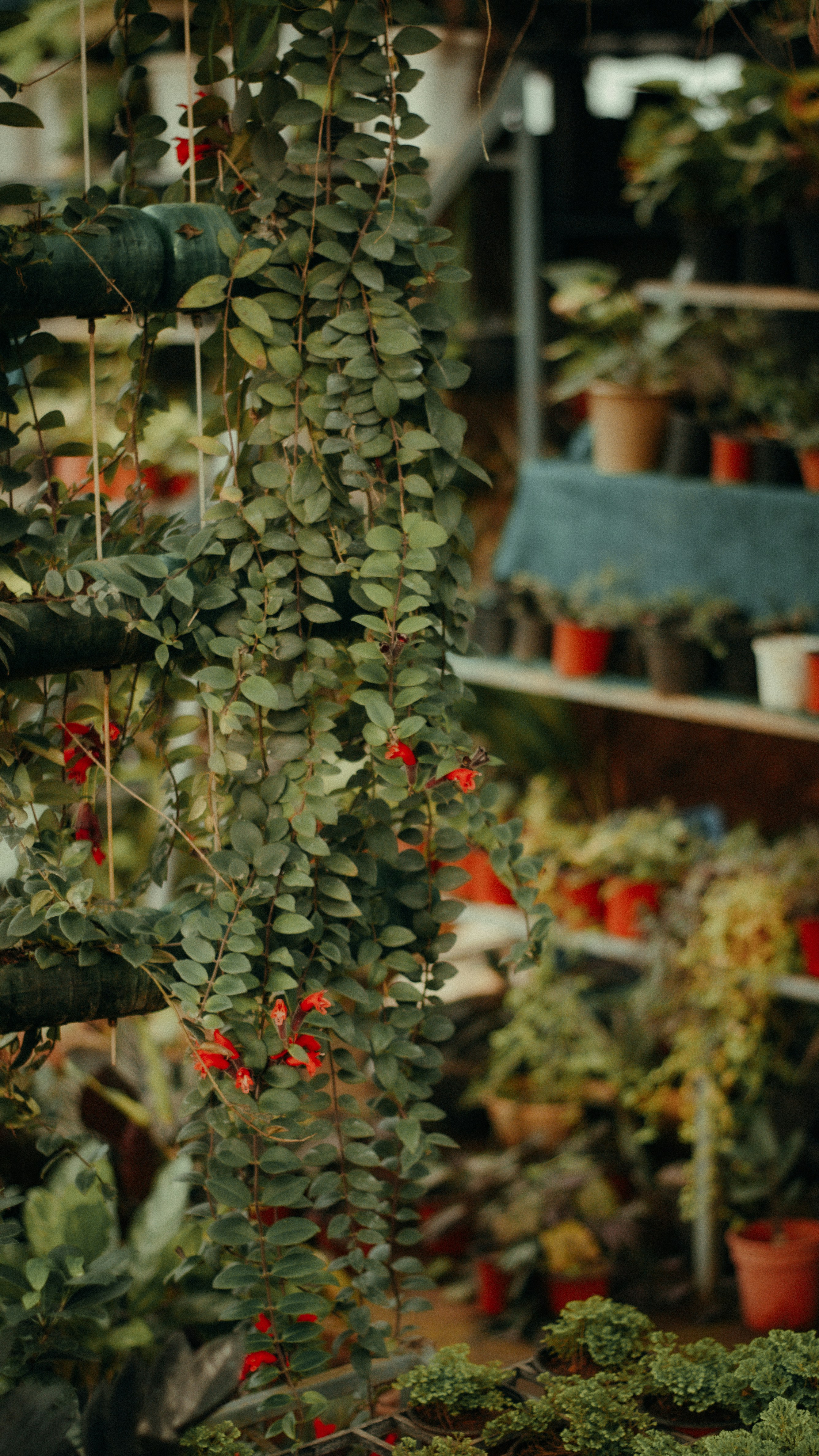 Plantas colgantes en vivero