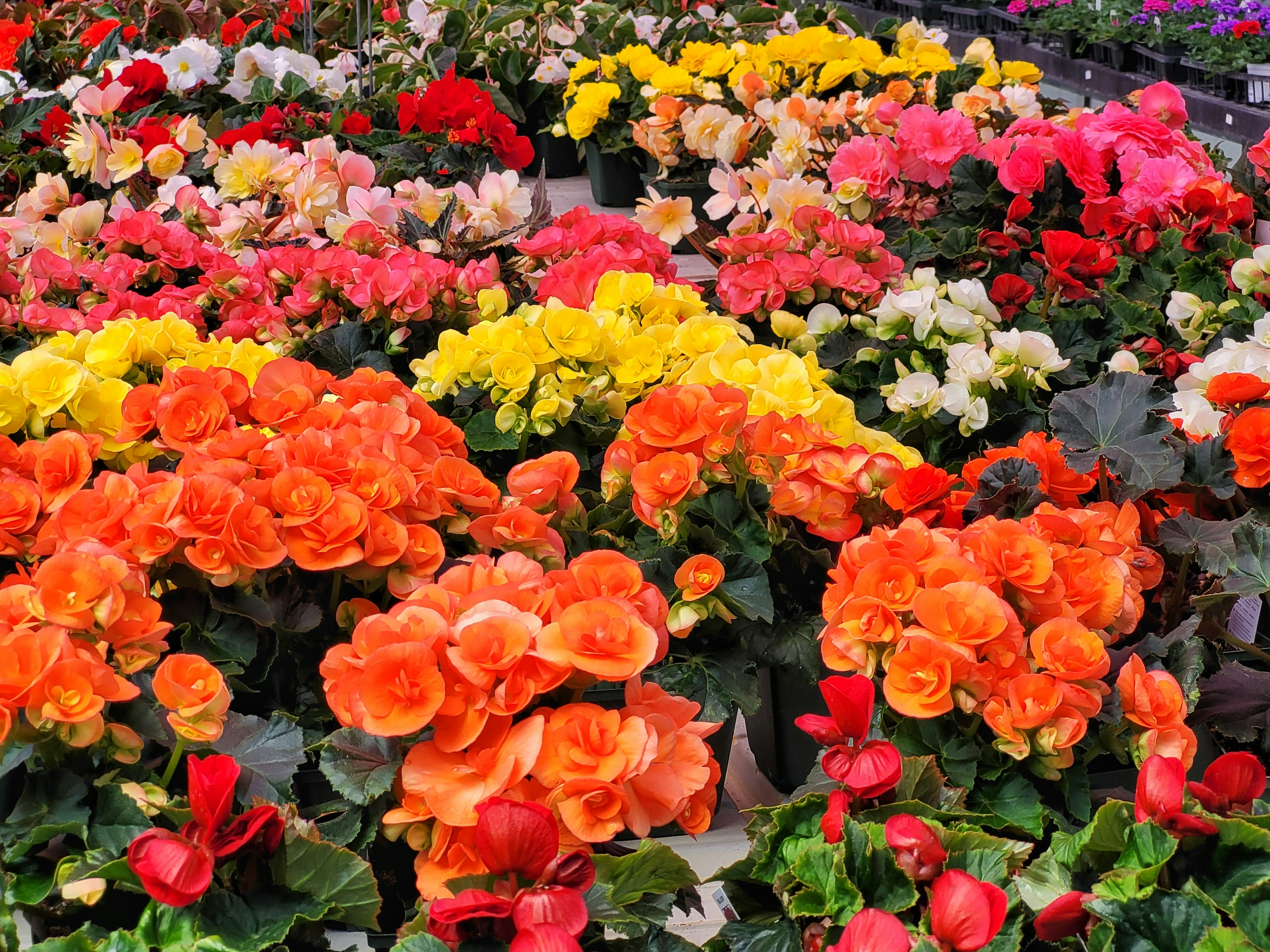 Vivero de begonias — colores del trópico