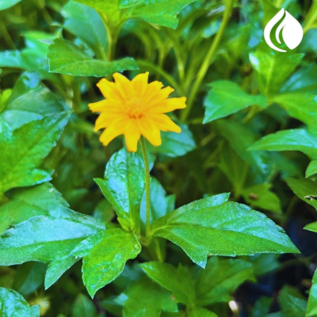 Flor de cempasúchil sobre hojas verdes