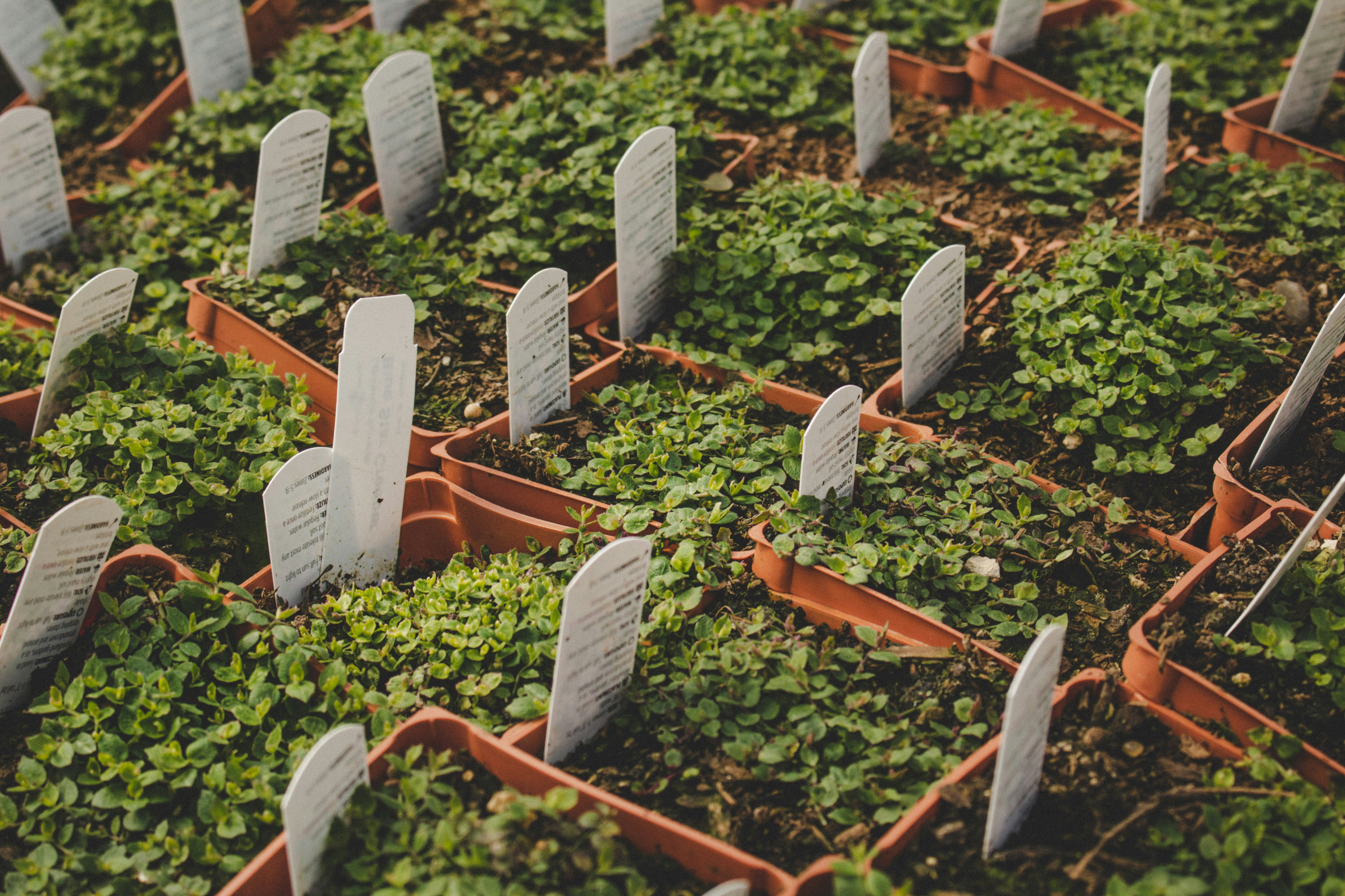 Plántulas en propagación — vivero Zona de Riego