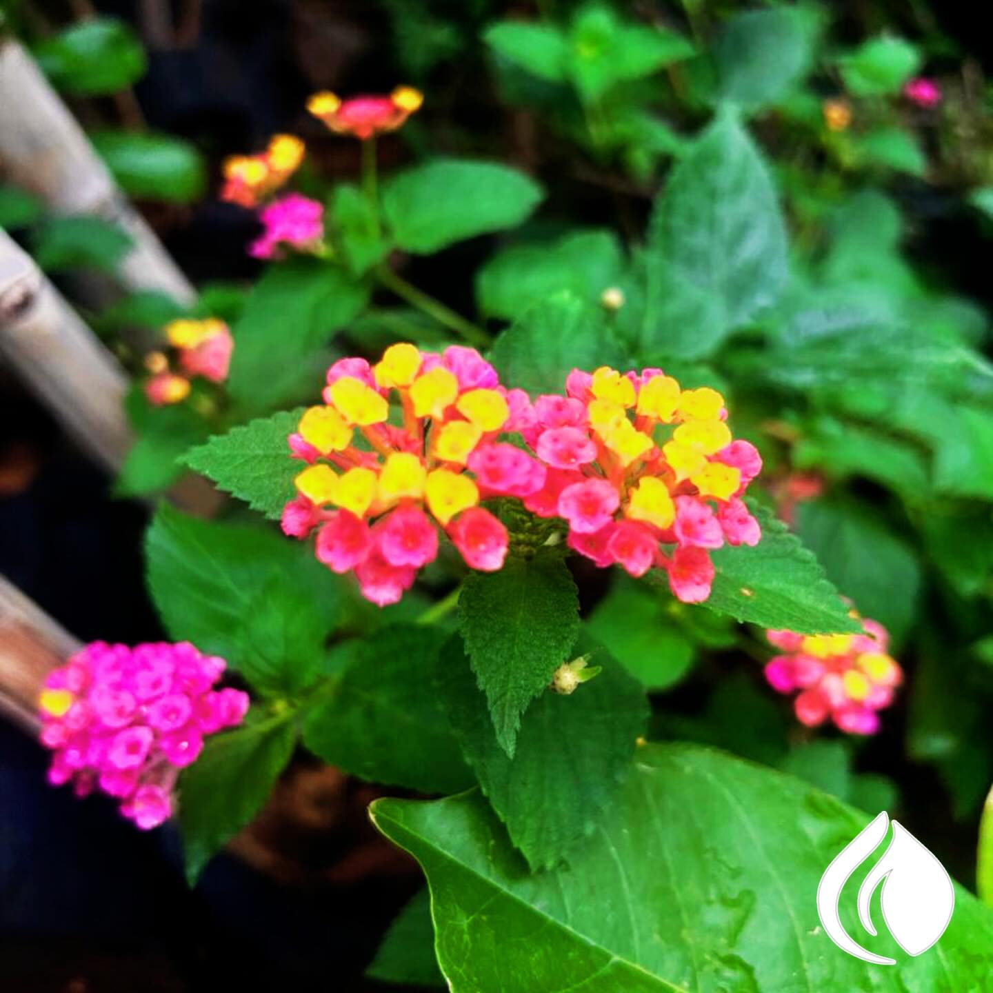 Flores de lantana rosa y amarillo