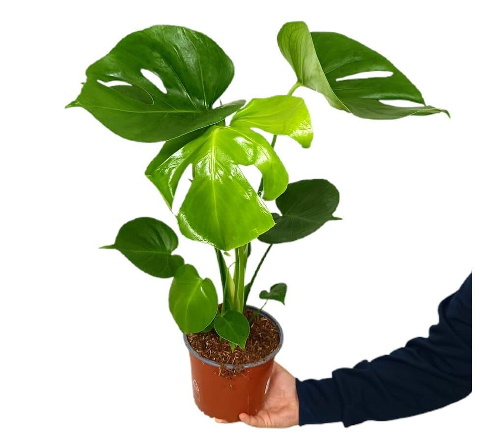 Monstera deliciosa