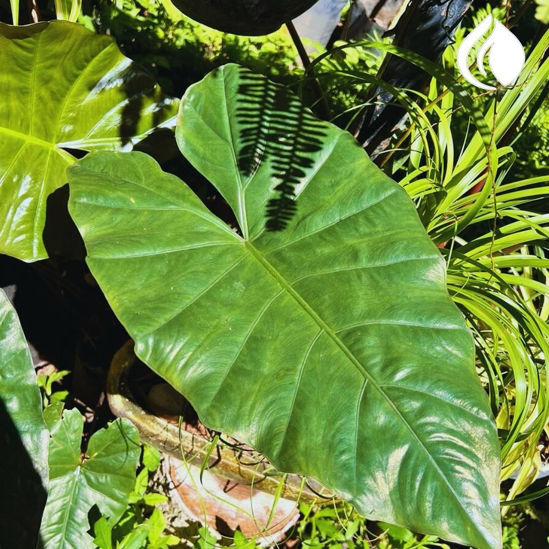 Hoja de monstera tropical