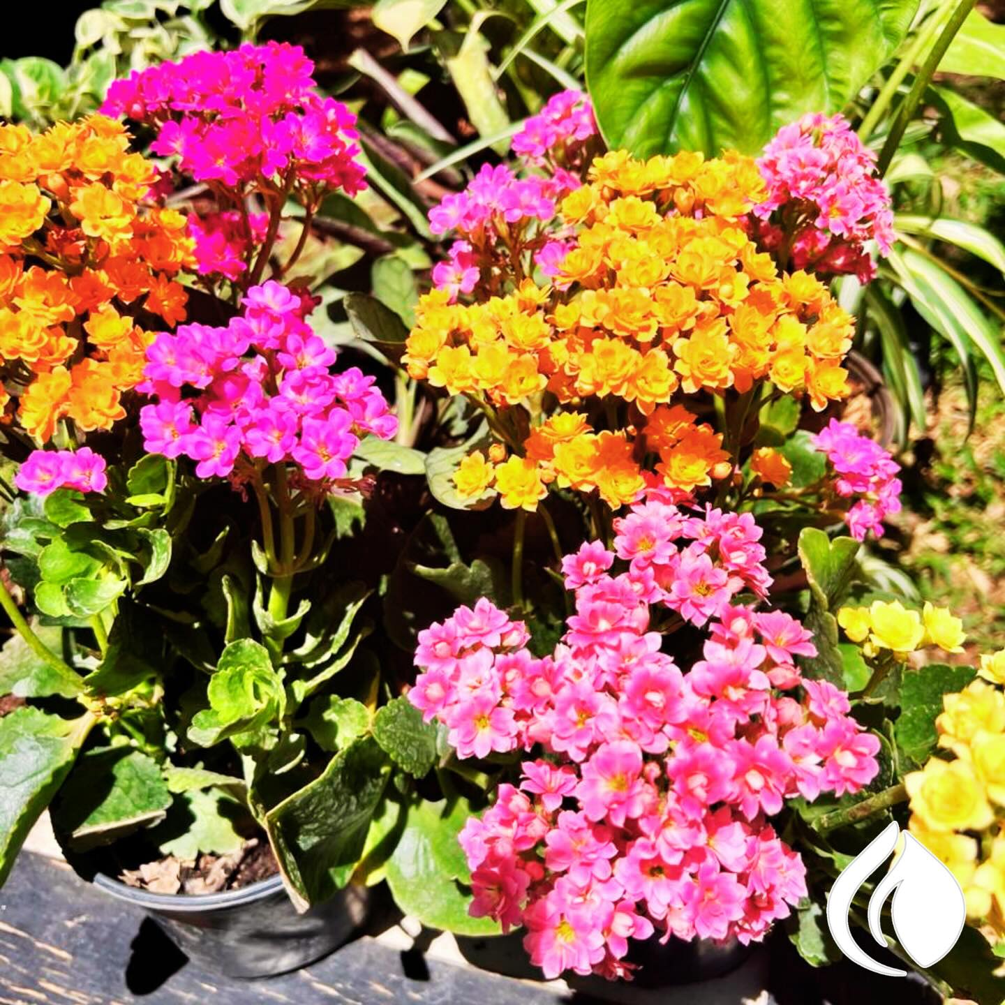 Planta ornamental del vivero