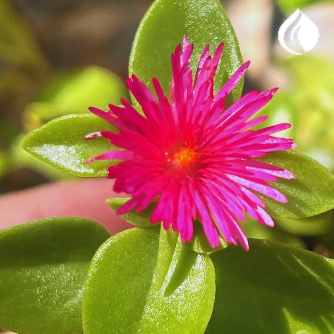 Flor magenta sobre follaje verde