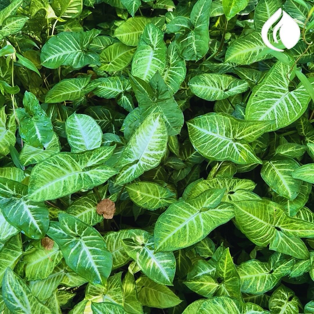 Detalle de planta tropical