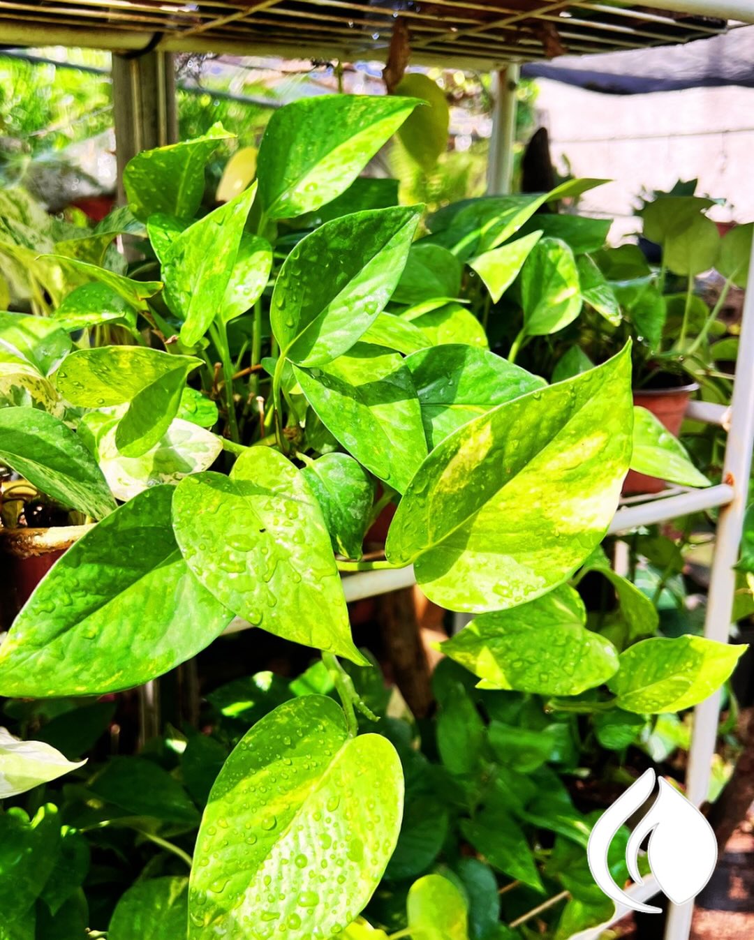 Pothos dorado con gotas de rocío