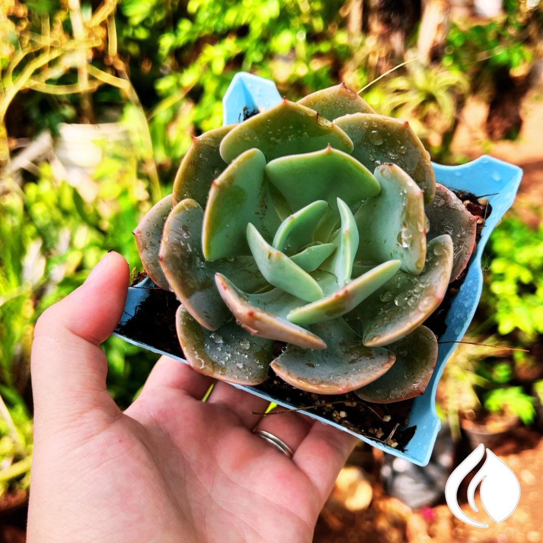 Suculenta echeveria sostenida a mano
