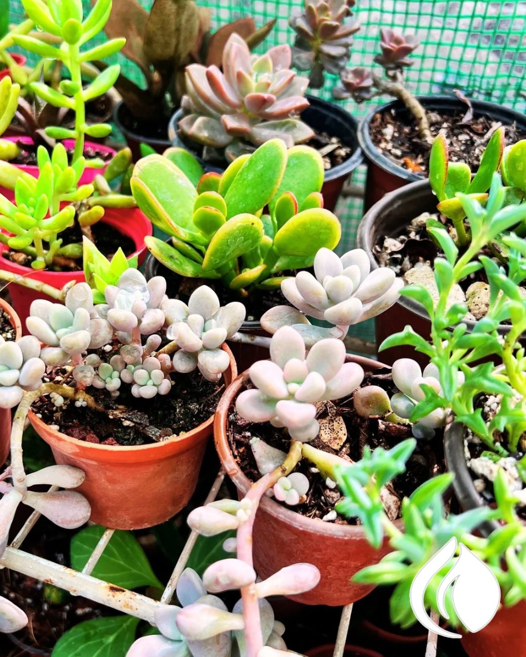 Suculentas en el vivero