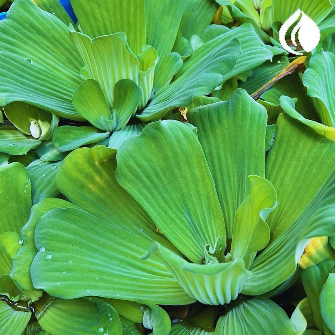 Lechuga de agua — vivero Zona de Riego